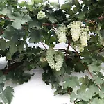 Il Trullo Di Giada E Mattia 度假居