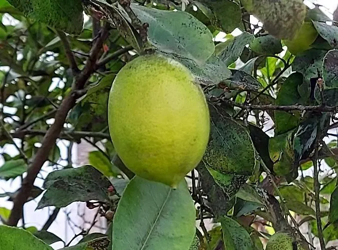 Tatil Evi Il Trullo Di Giada E Mattia