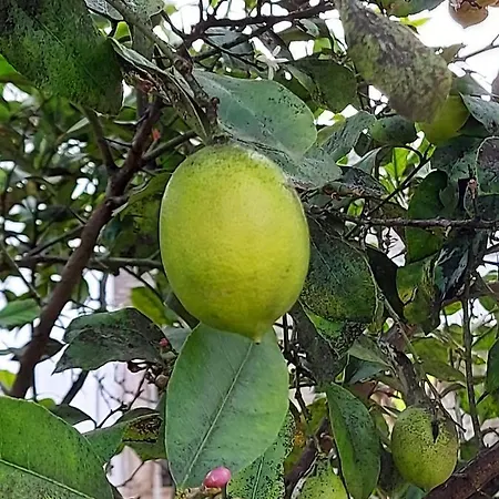 Casa vacanze Il Trullo Di Giada E Mattia