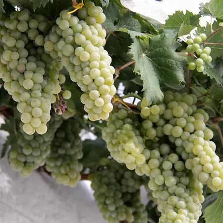 Il Trullo Di Giada E Mattia * 阿尔贝罗贝洛