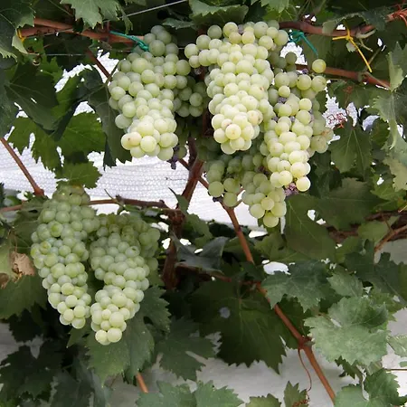 度假居 Il Trullo Di Giada E Mattia *