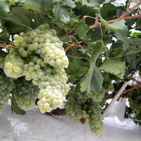 Il Trullo Di Giada E Mattia * 알베르벨로